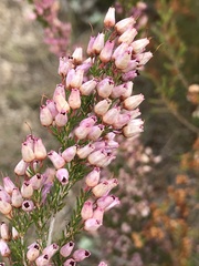 Erica nutans