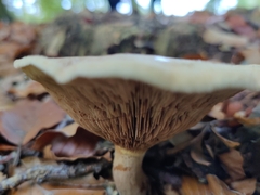 Paxillus involutus