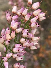 Erica nutans