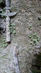 Myosotis chaffeyorum