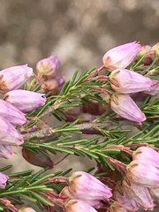 Erica nutans