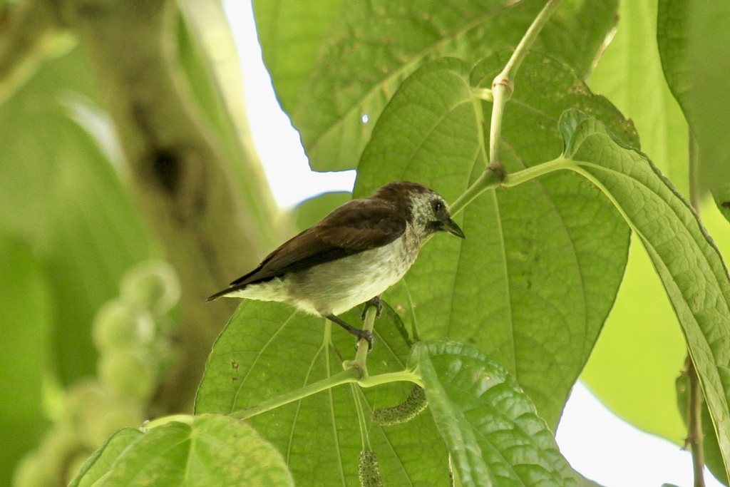 Mottled Flowerpecker photo