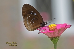 Euploea climena