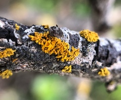 Polycauliona polycarpa