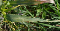 Panicum miliaceum