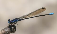 Argia ulmeca