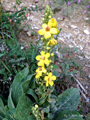 Verbascum