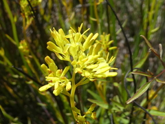 Glischrocaryon behrii