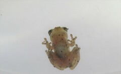 Dendropsophus oliveirai