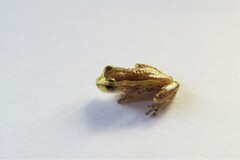 Dendropsophus oliveirai