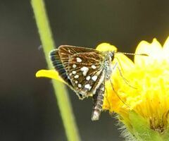 Piruna aea