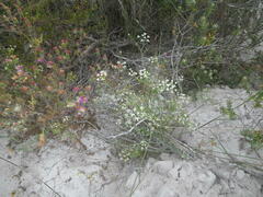 Dasispermum hispidum