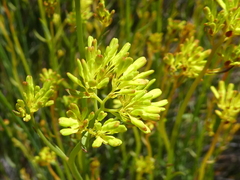 Glischrocaryon behrii