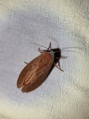 Cryptophasa rubescens