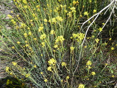 Glischrocaryon behrii