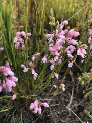 Erica palliiflora
