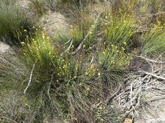 Glischrocaryon behrii