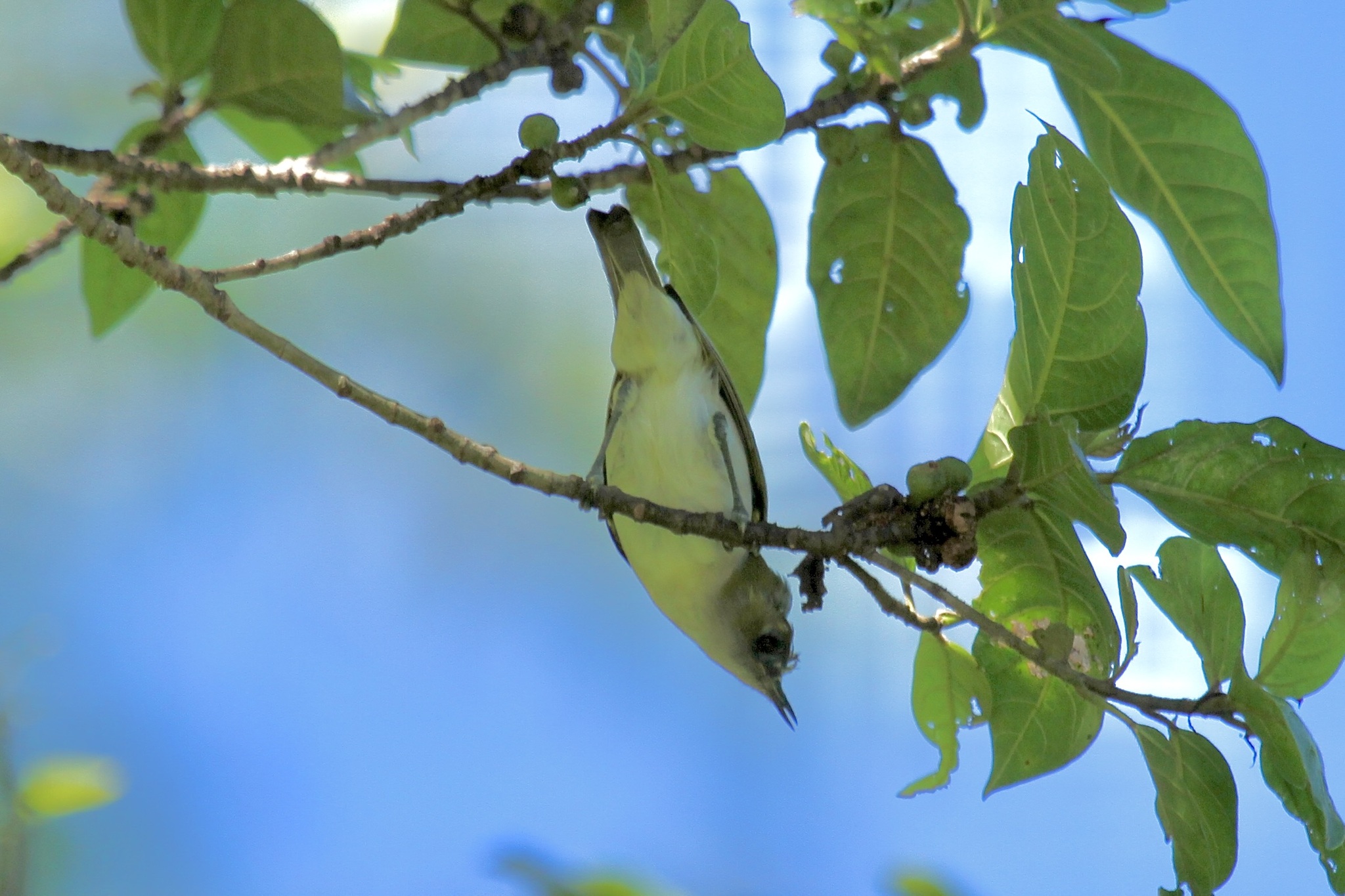 Makira White-eye (Zosterops rendovae)