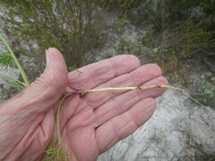 Dasispermum hispidum