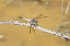 Orthetrum caledonicum