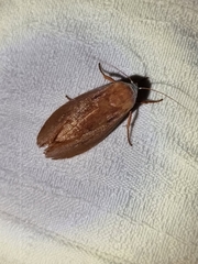 Cryptophasa rubescens