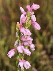 Erica palliiflora