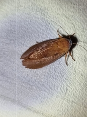 Cryptophasa rubescens