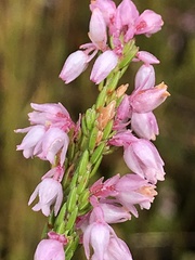 Erica palliiflora