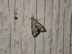 Dicymolomia metalliferalis