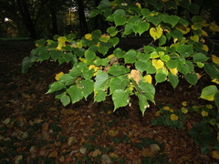 Tilia mongolica