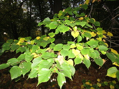 Tilia mongolica