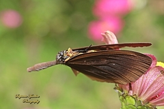 Euploea climena