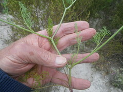 Dasispermum hispidum