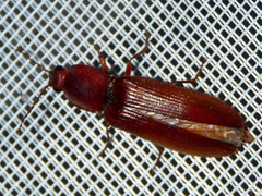 Stenagostus rhombeus