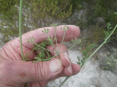 Dasispermum hispidum
