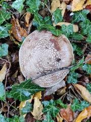 Amanita rubescens