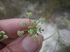 Dasispermum hispidum