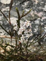 Struthiola myrsinites