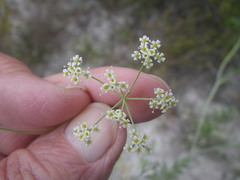 Dasispermum hispidum