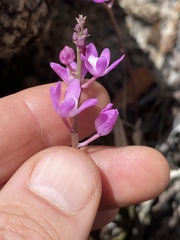 Sarcochilus ceciliae