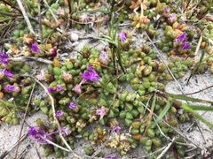 Disphyma dunsdonii