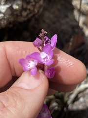 Sarcochilus ceciliae