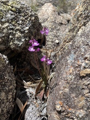 Sarcochilus ceciliae