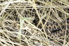 Vipera aspis