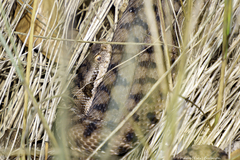 Vipera aspis