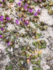 Disphyma dunsdonii