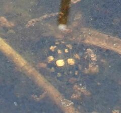 Thermonectus marmoratus