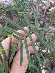 Senna aciphylla