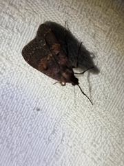 Hydrillodes funestalis