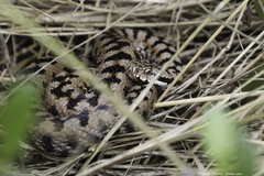 Vipera aspis